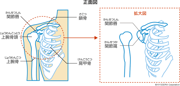 肩関節のしくみ 正面図 イラスト