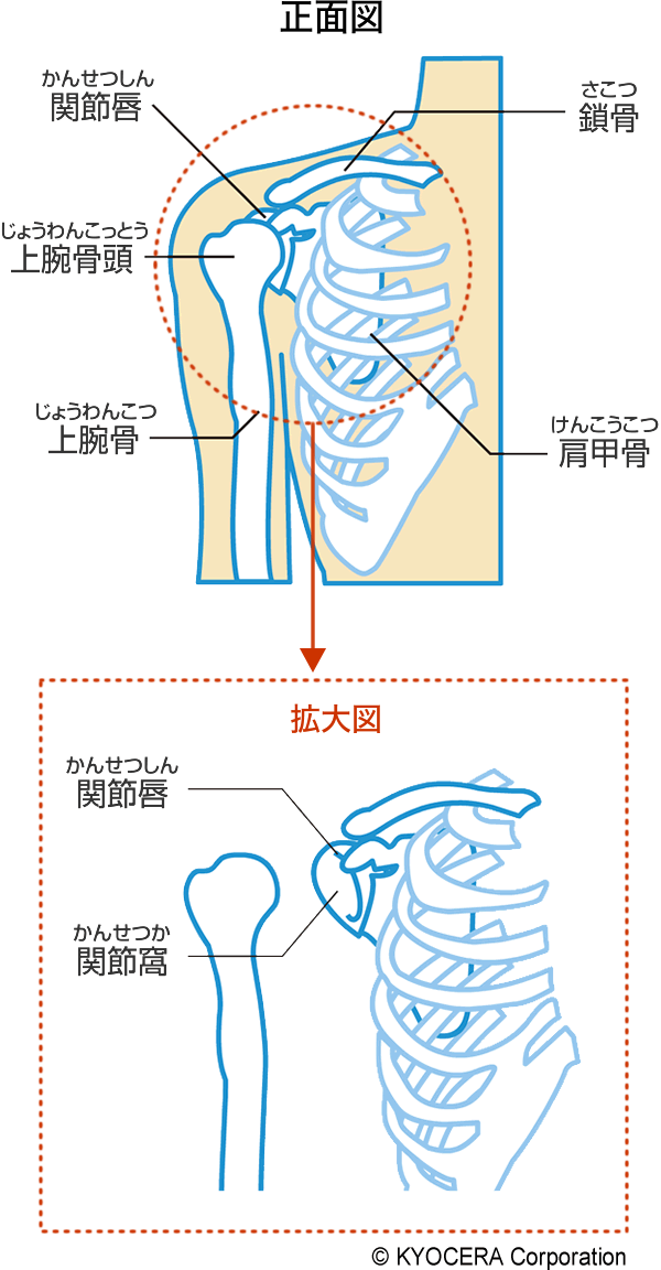 肩関節のしくみ 関節とは 人工関節と関節痛の情報サイト 関節が痛い Com