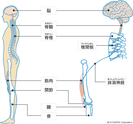 運動器のしくみとロコモ