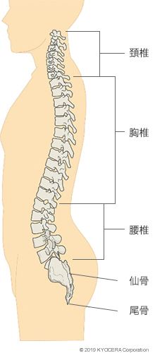 脊椎のしくみ