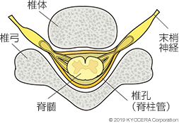 脊髄断面図