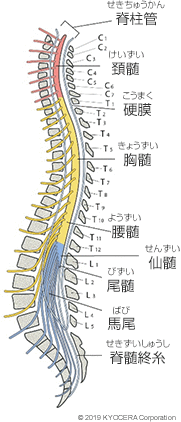 脊椎のしくみとはたらき 関節とは 人工関節と関節痛の情報サイト 関節が痛い Com