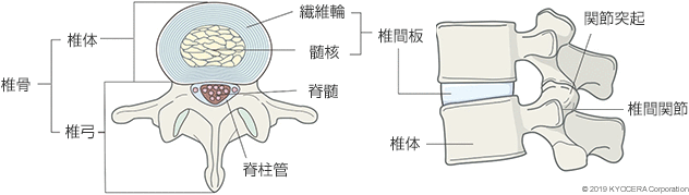 脊椎のはたらき