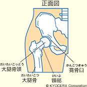 股関節 正面図