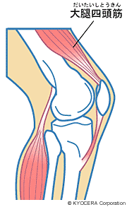 大腿四頭筋 イラスト